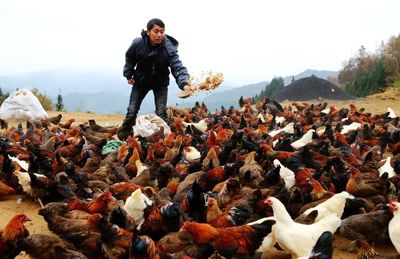 贵州榕江 生态家禽产业织就乡村振兴金色纽带