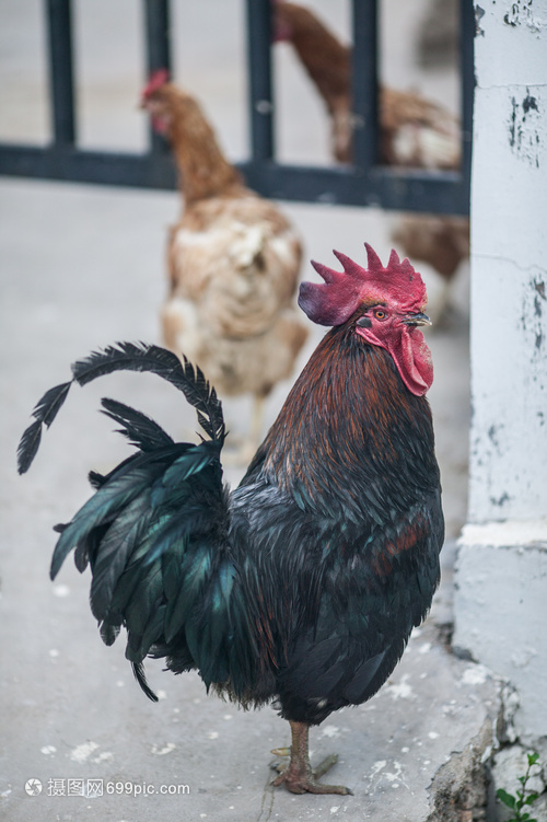 家禽鸡 人类餐桌上的重要伙伴
