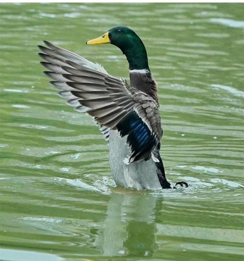 广东广州白云区绿头鸭批发 优质活鸭13.00元/斤，家禽市场新选择