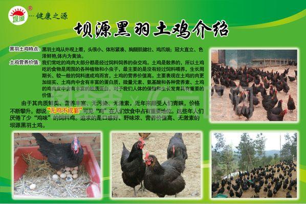 家禽 人类日常生活中不可或缺的伴侣