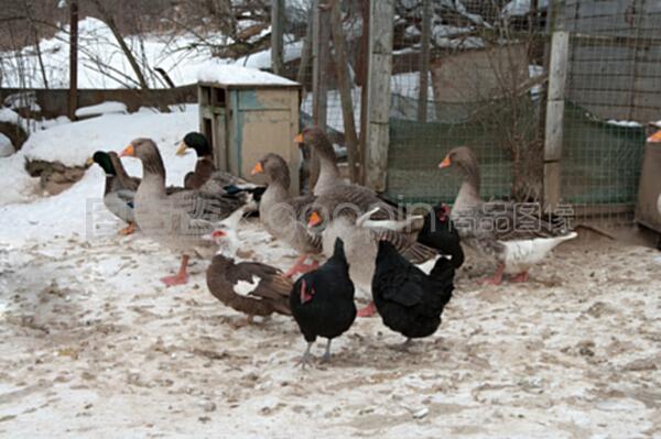 家禽 人类餐桌的重要伙伴