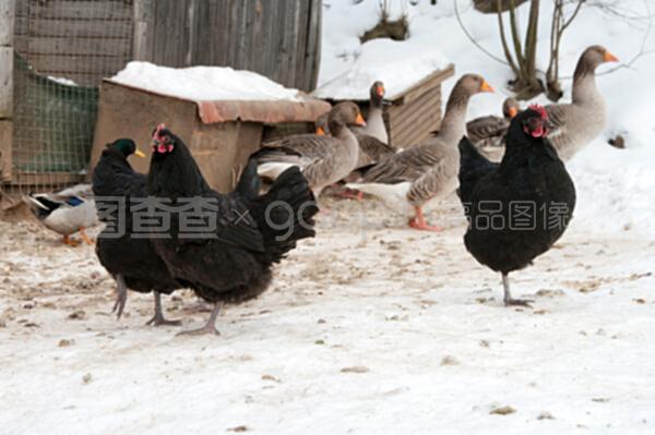 家禽 人类餐桌上的重要伙伴