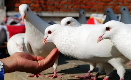 枝叶关情，数字传温——从泰安市政府工作报告看民生“家禽”小事中的大情怀