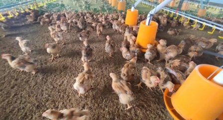 声音贵州 生态家禽创新养殖，唱响乡村振兴新乐章