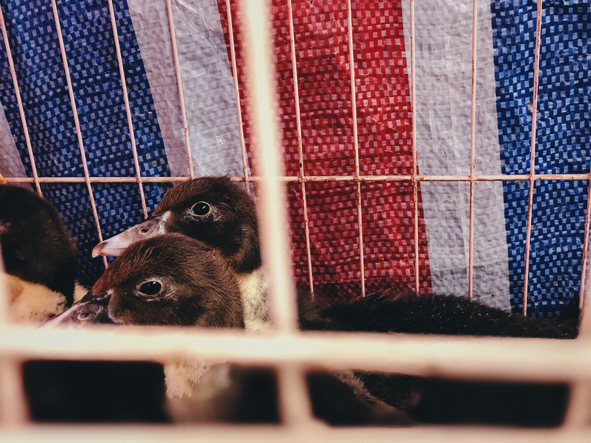 家禽 从餐桌到文化的多重角色