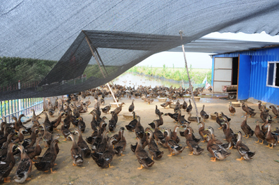 小庭院里飞出“金凤凰”——从家禽养殖看乡村幸福路