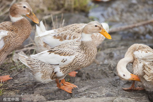 发酵饲料 提升家禽健康与生产性能的创新路径