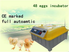 全自动48枚家禽孵化机 南昌爱德华精品加工厂的优质选择