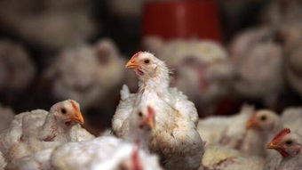 猪价高企鸡鸭俏，养殖户如何抉择？——家禽与生猪养殖的机遇与挑战分析