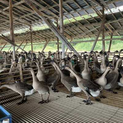 广东黑棕鹅 餐桌上的珍馐，岭南风情的使者