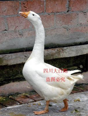 彭州白鹅 水乡珍宝的引吭高歌