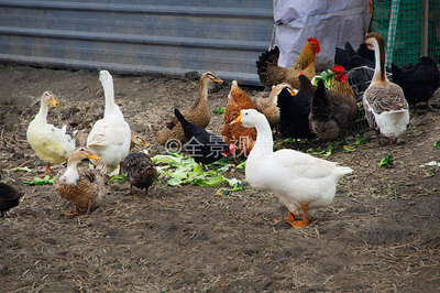 农家鸡鸭鹅 活色生香的家禽世界