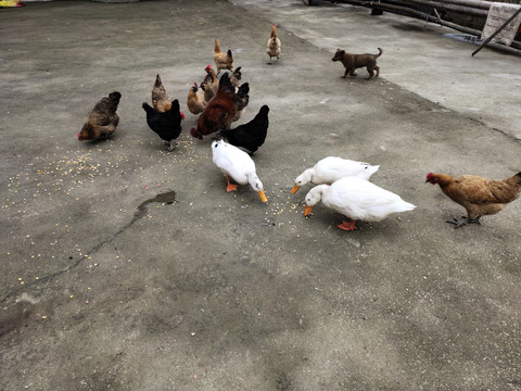 鸡与鸭子 常见的家禽伙伴