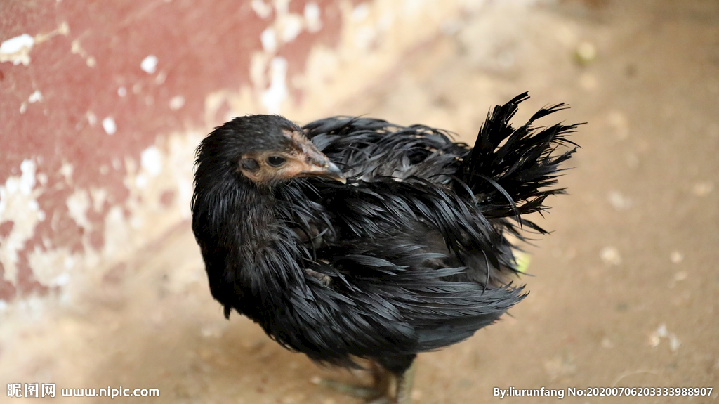 落汤鸡的生动瞬间 家禽摄影图集