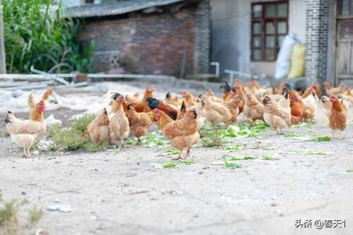正视农村家禽散养乱象，共建美丽乡村
