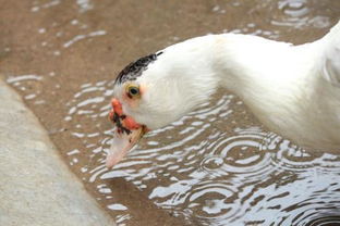 家禽中的“白色飞鸟”——家鸭