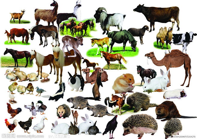 家禽动物大集合 认识我们身边的饲养鸟类